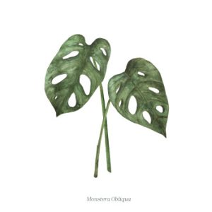 wenskaart Monstera - Days of bloom