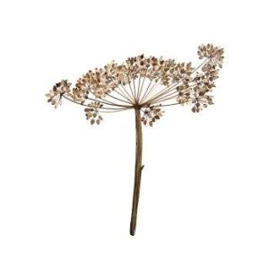 wenskaart bloem - Days of bloom